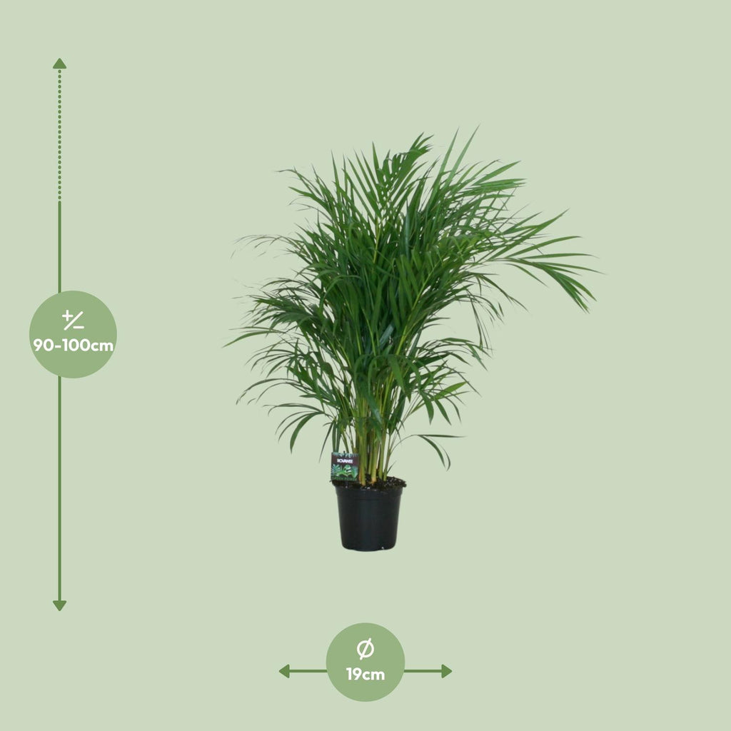Dypsis lutescens 120 (goudpalm) – Ø19 cm, 100 cm hoog