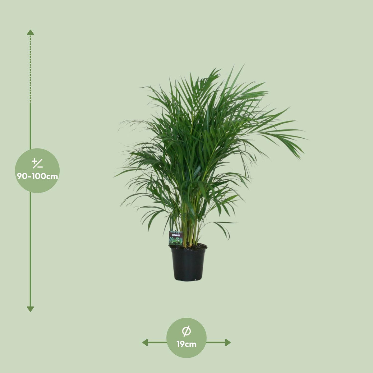 Dypsis lutescens 120 (goudpalm) – Ø19 cm, 100 cm hoog