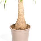 Beaucarnea recurvata Trunk (Elephant’s Foot) with Basket – Ø21 cm, 60–80 cm High