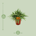 Chlorophytum Ocean (græsløg) – Ø15 cm, 25 cm høj