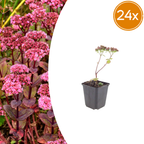 Sedum 'Matrona' (griffe de sorcière) – 24 plantes, Ø9 cm, 10–25 cm de haut