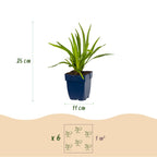 Liatris 'Duo' (lampenpoetserplant) – roze-wit – 12 planten, Ø11 cm, 15–25 cm hoog