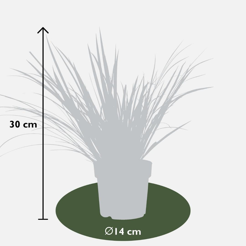 Acorus gramineus 'Argenteostriatus' (sweet flag) – 3 plants, Ø14 cm, 30 cm high – photo 5