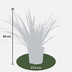 Acorus gramineus 'Argenteostriatus' (sweet flag) – 3 plants, Ø14 cm, 30 cm high