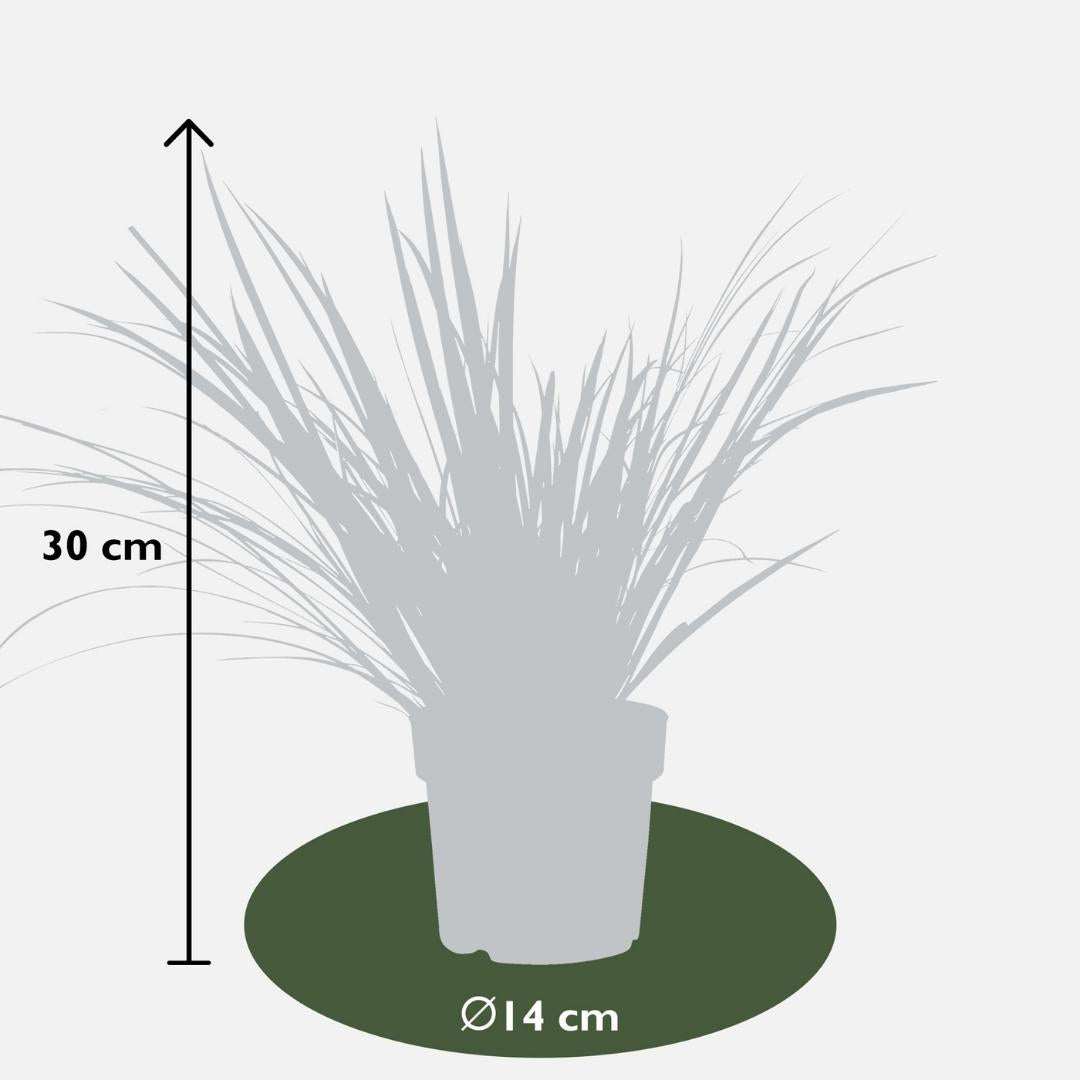 Acorus gramineus 'Argenteostriatus' (sweet flag) – 3 plants, Ø14 cm, 30 cm high – photo 5
