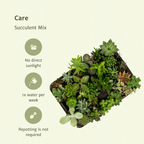 20× Vetplanten – Ø6 cm, 7 cm hoog
