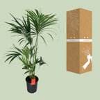 Howea forsteriana (Kentia-Palme) – Ø 24 cm, 130 cm hoch