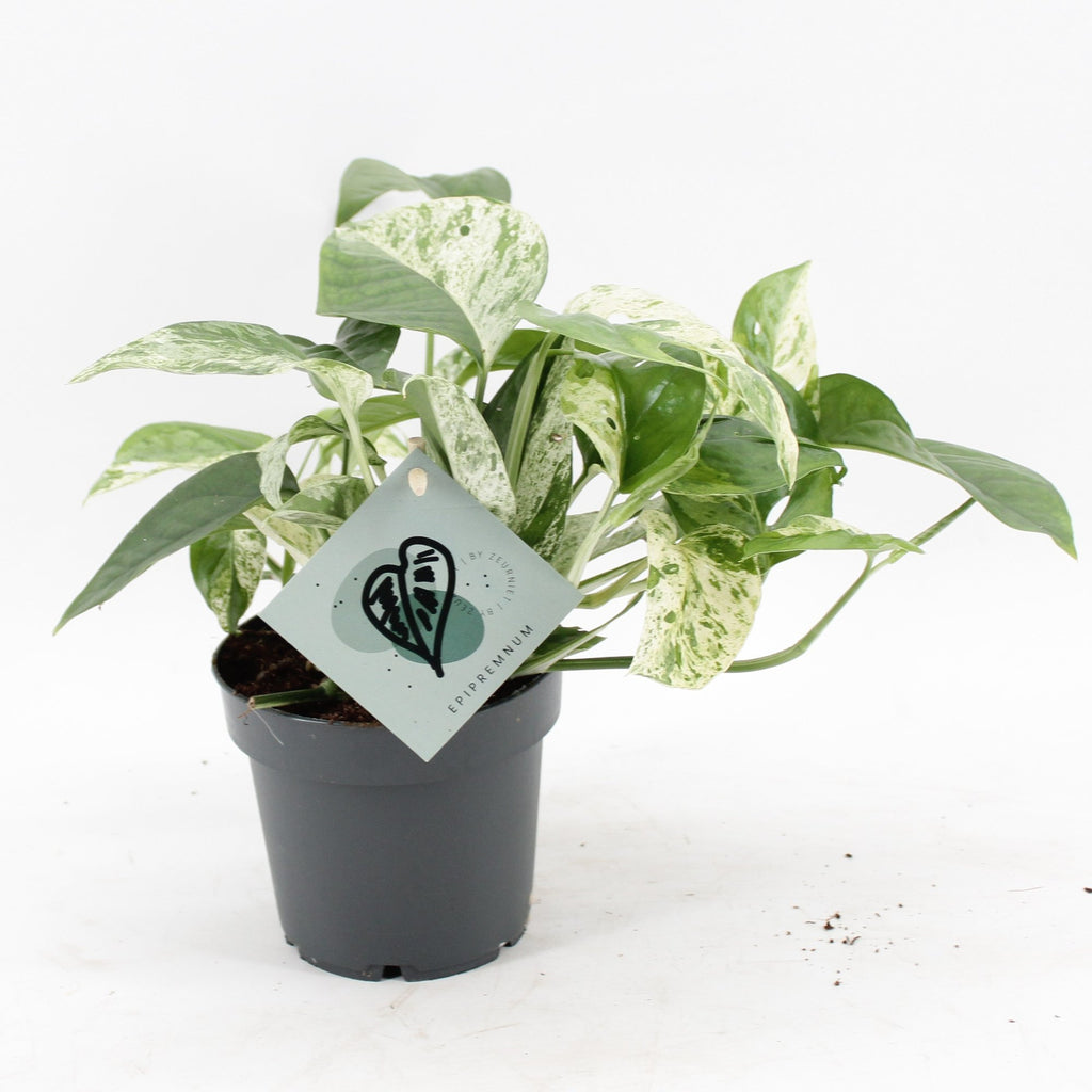 Epipremnum Marble Variegata (Scindapsus) – Ø 12 cm, 20 cm hoch