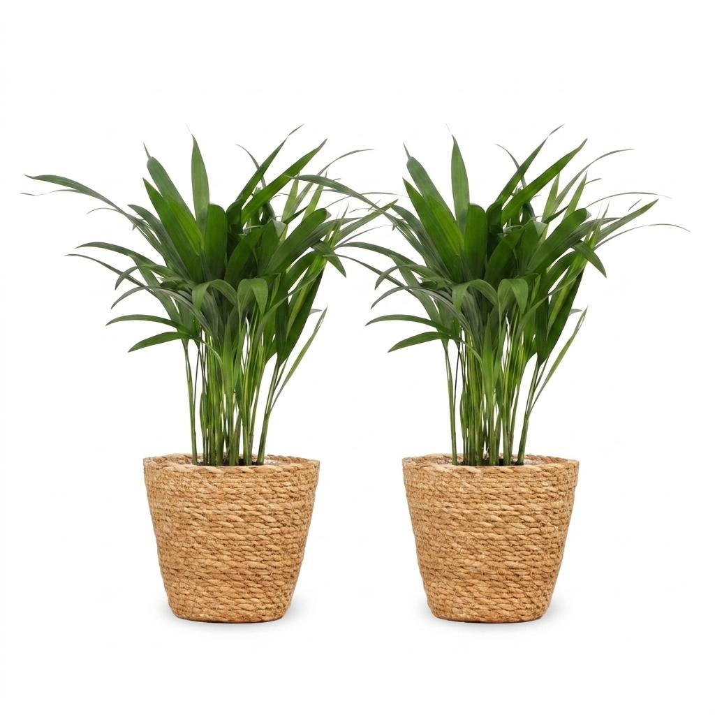 2× Areca lutescens (Dypsis) med kurv i søgræs – Ø12 cm, 45 cm høj