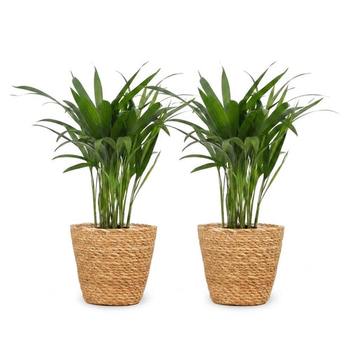 2× Areca lutescens (Dypsis) with seagrass basket – Ø12 cm, 45 cm high