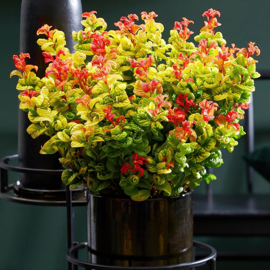 Leucothoe 'Curly Gold' – gul – 2 planter, Ø17 cm, 40 cm høj – billede 4
