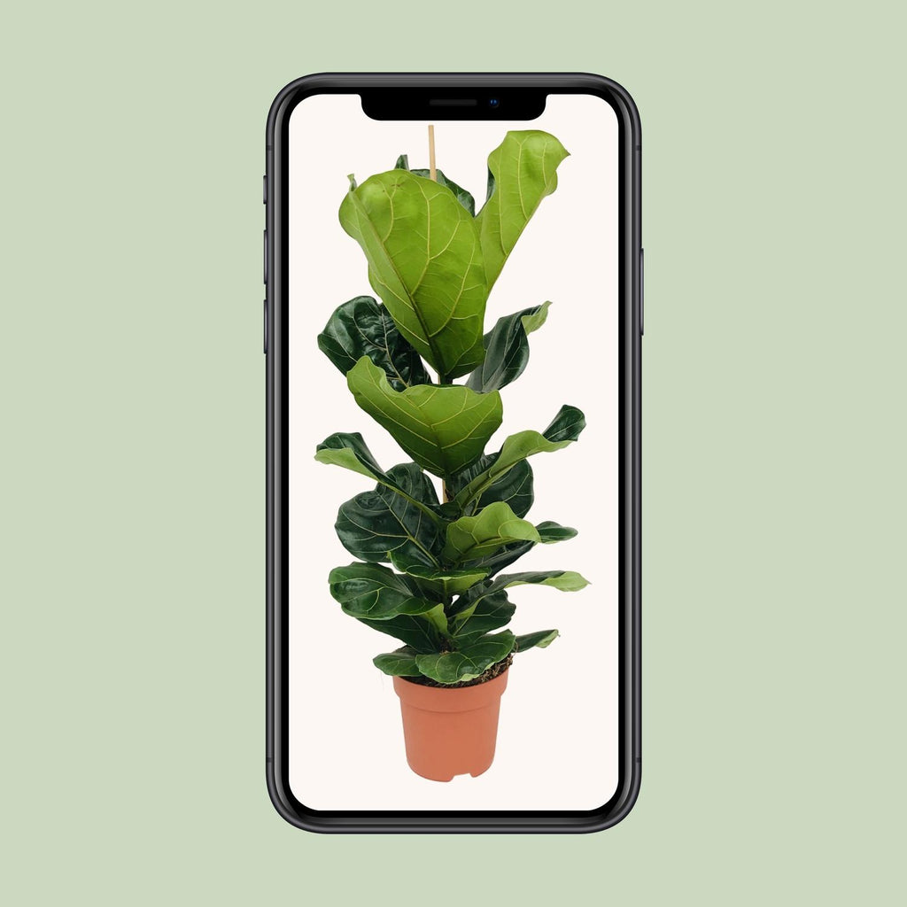 Ficus lyrata (vioolbladplant) – Ø21 cm, 100 cm hoog
