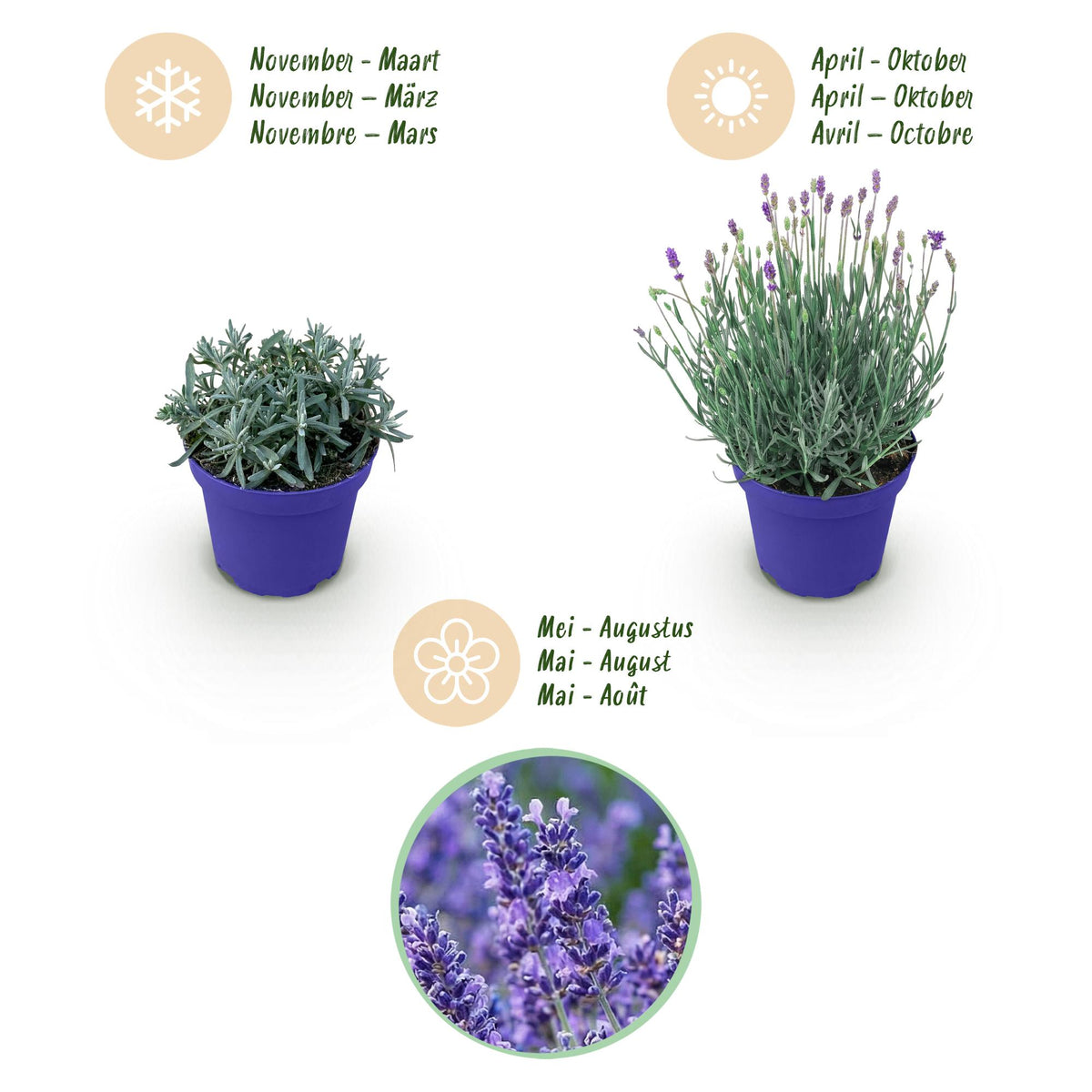 Lavandula angustifolia 'Hidcote' (lavendel) – paars – 9 planten, Ø12 cm, 15–25 cm hoog