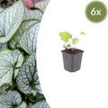 Brunnera macrorrhizum 'Jack Frost' (Kaukasische Schlüsselblume) – 6 Pflanzen, Ø9 cm, 10–25 cm hoch
