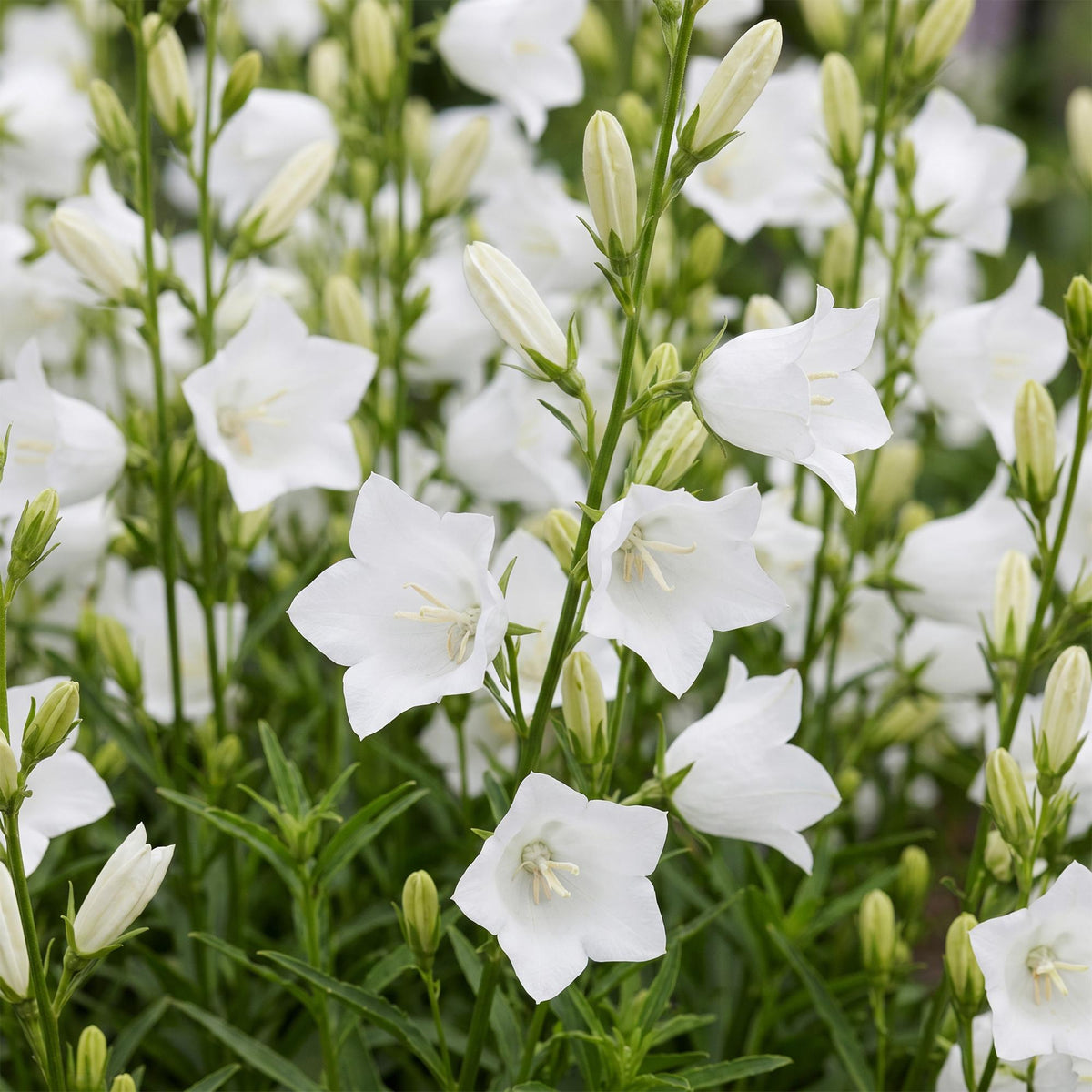 Campanula pers. 'Alba' (perzikbladklokje) – wit – 6 planten, Ø11 cm, 15–25 cm hoog