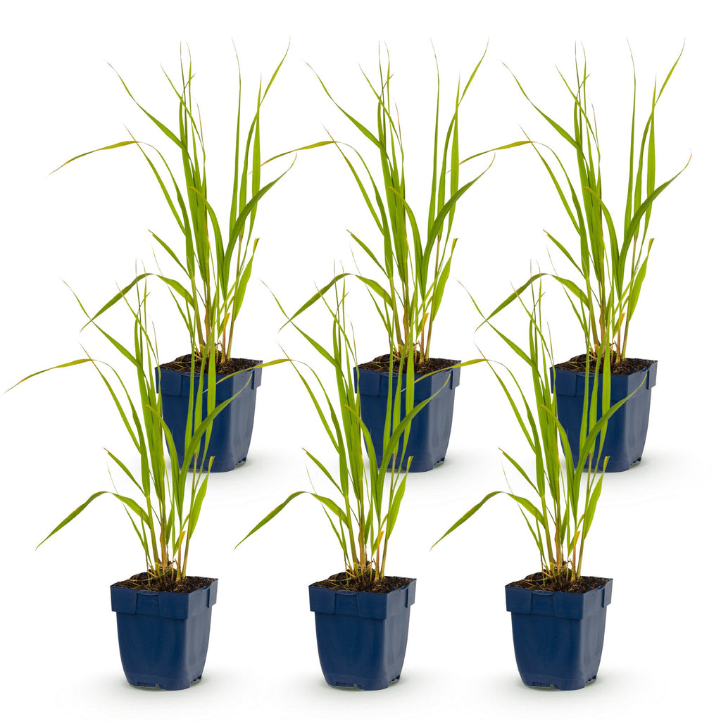 Molinia caer. 'Heidebraut' (molinia) – 6 plants, Ø11 cm, 15–25 cm de haut – photo 2