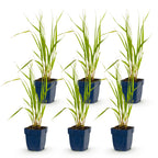 Molinia caer. 'Heidebraut' (molinia) – 6 plants, Ø11 cm, 15–25 cm de haut