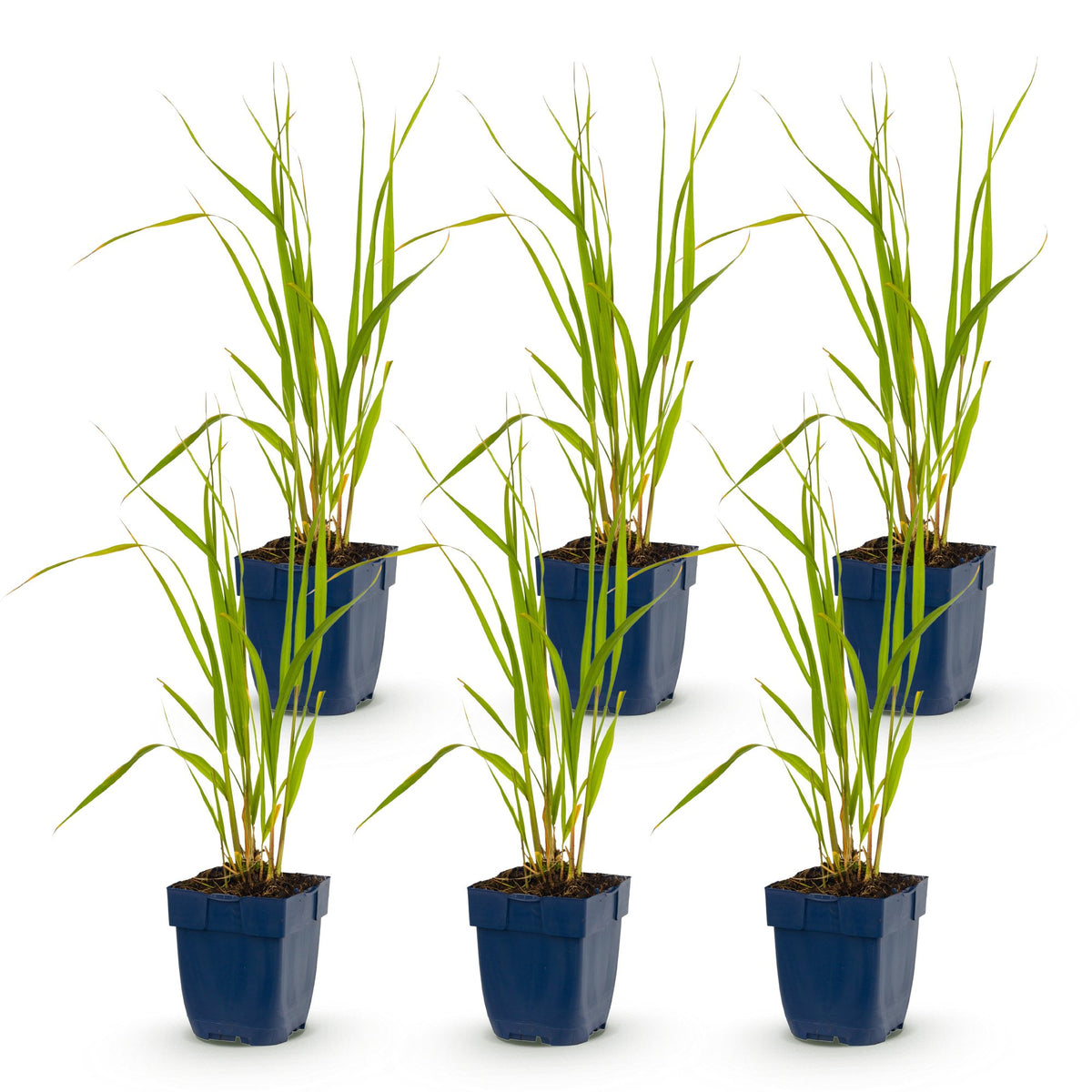 Molinia caer. 'Heidebraut' (molinia) – 6 plants, Ø11 cm, 15–25 cm de haut – photo 2