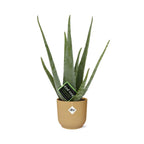 Aloe Vera 12cm in ELHO Vibes Fold 14cm gelb – 40 cm hoch