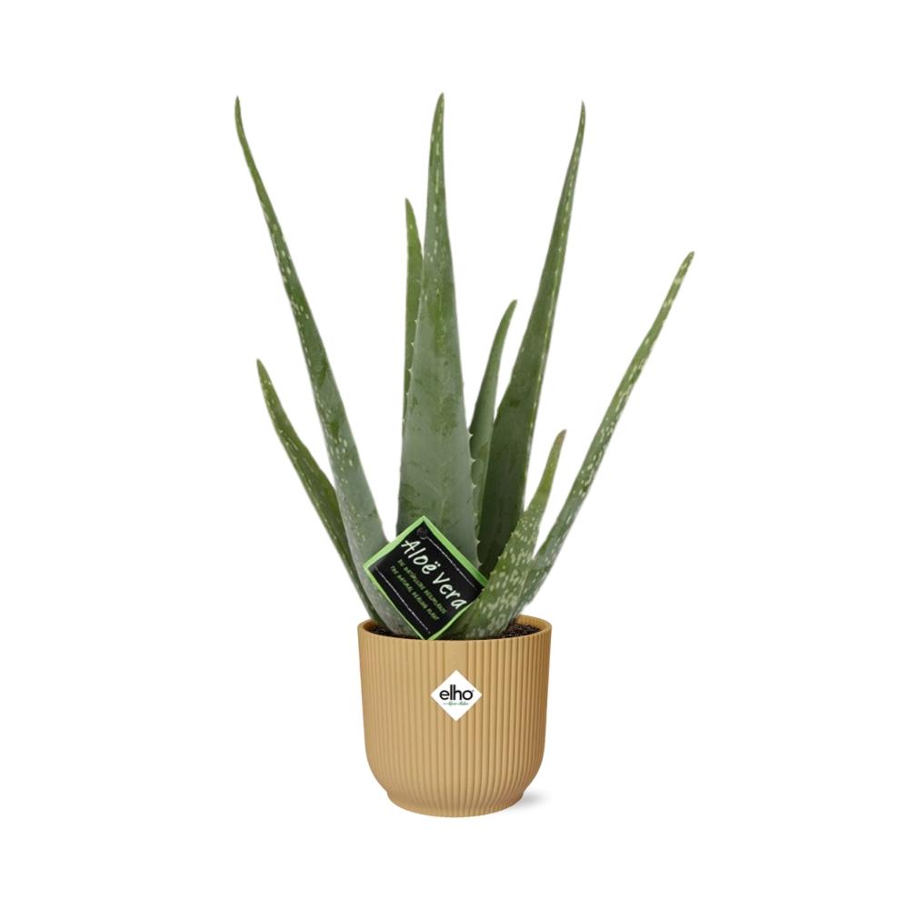 Aloe Vera 12cm in ELHO Vibes Fold 14cm gelb – 40 cm hoch