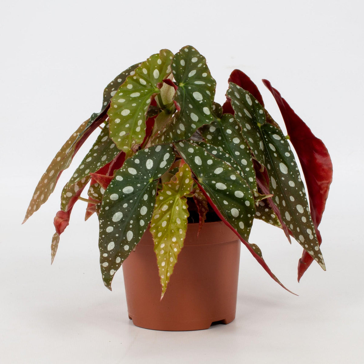 Begonia Blad Maculata 'Wightii' – Ø12 cm, 20 cm hoog