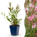 Gaura lindh. 'Florgauros' (prachtkaars) – pink – 24 plants, Ø11 cm, 15–25 cm high