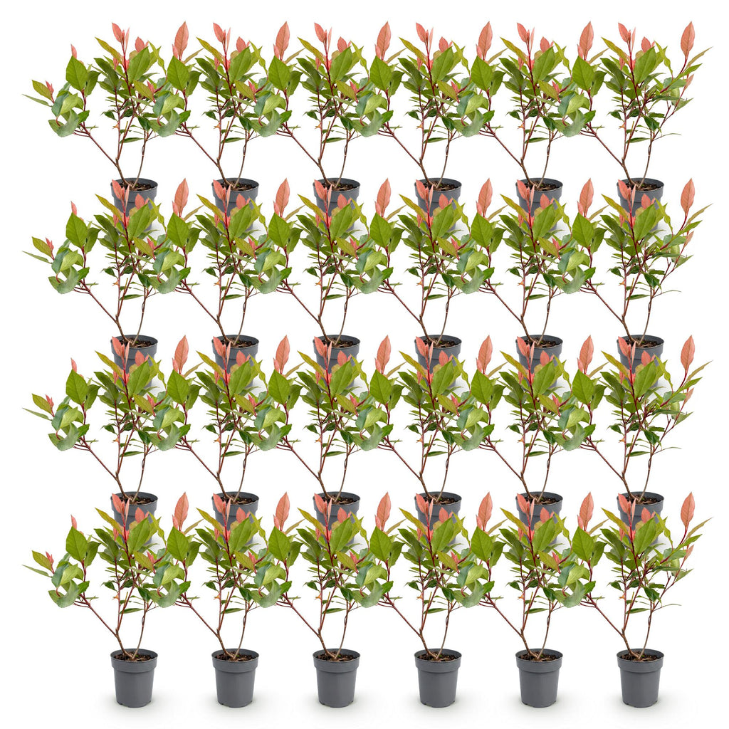 Photinia fraseri 'Little Red Robin' (photinia) – rouge – 24 plants, Ø9 cm, 25–35 cm de haut – photo 2