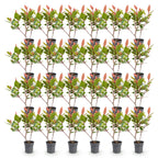 Photinia fraseri 'Little Red Robin' (photinia) – rouge – 24 plants, Ø9 cm, 25–35 cm de haut