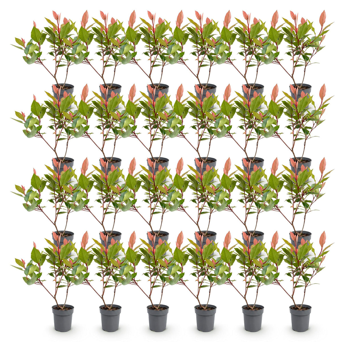 Photinia fraseri 'Little Red Robin' (photinia) – rouge – 24 plants, Ø9 cm, 25–35 cm de haut – photo 2