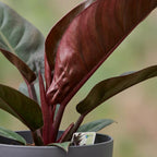 Philodendron Imperial Red en pot de culture gris – Ø19 cm, 60 cm de haut