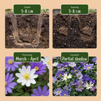 Griekse anemoon mix (Anemone blanda) – 200 bloembollen (bolmaat 4/5)