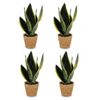 4× Sansevière Future Superb (langue de belle-mère) avec panier – Ø12 cm, 35 cm de haut