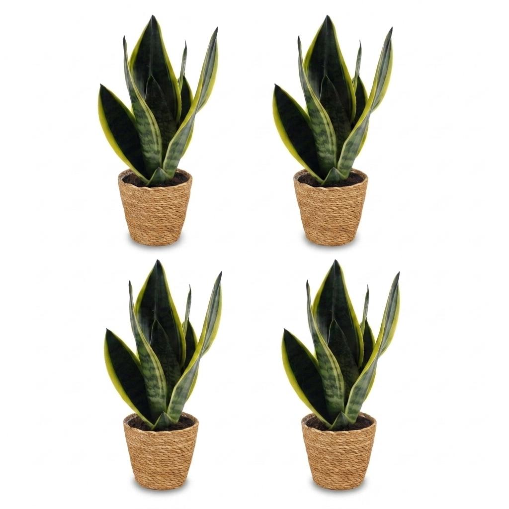 4× Sansevière Future Superb (langue de belle-mère) avec panier – Ø12 cm, 35 cm de haut