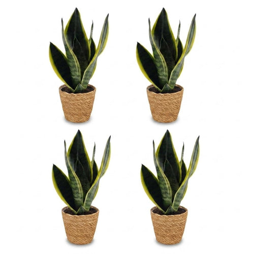 4× Sansevieria Future Superb (vrouwentong) met mand – Ø12 cm, 35 cm hoog