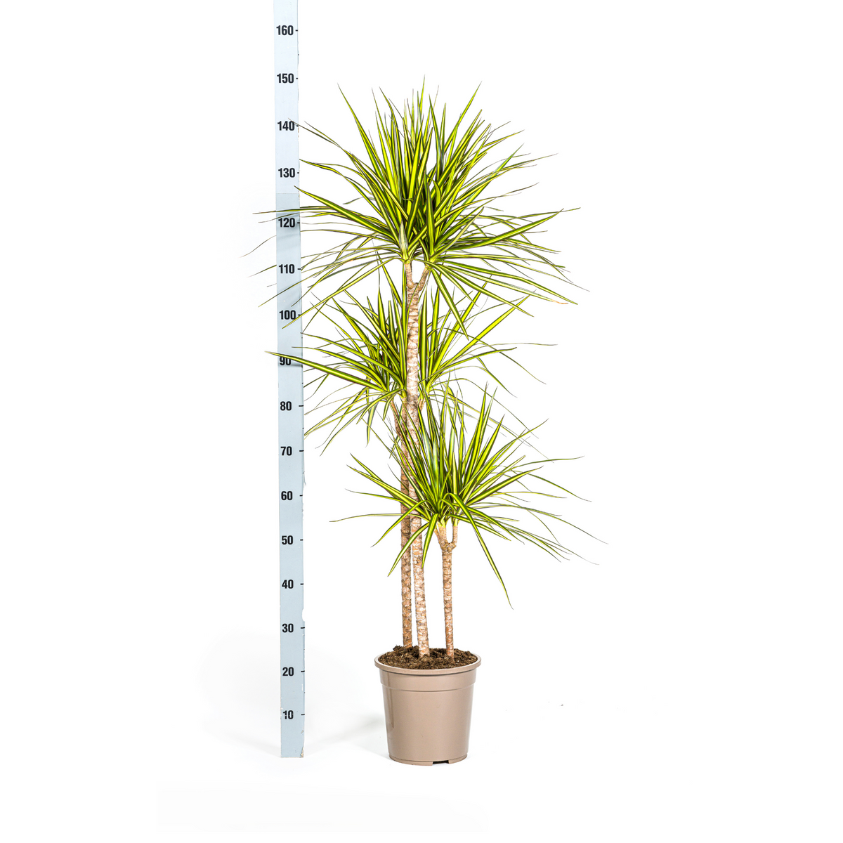 Dracaena marginata Sunray (Drachenbaum) – Ø 24 cm, 130–150 cm hoch
