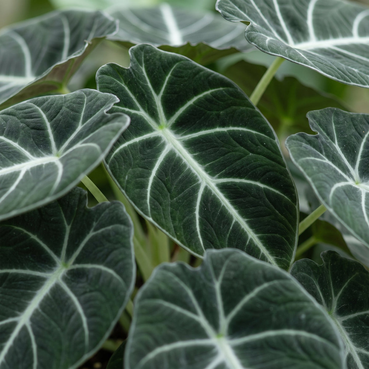 Alocasia Ninja (oreille d'éléphant) – Ø6 cm, 10 cm de haut