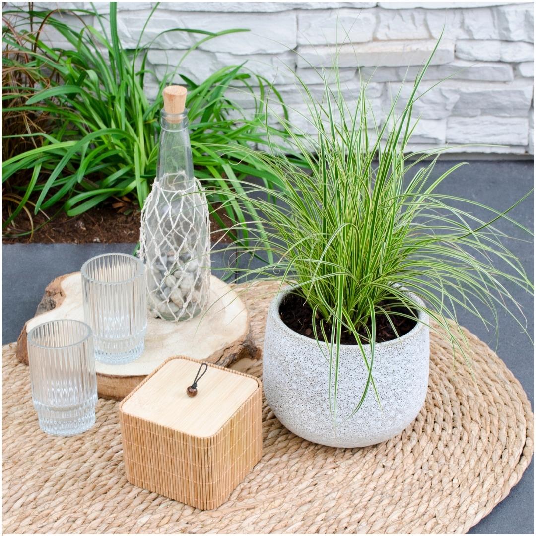 Carex brunnea variegata (Segge) – 6 Pflanzen, Ø14 cm, 25 cm hoch – Bild 3