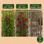 Clematis 'Rouge Cardinal' (clematis) – red – 4 plants, Ø9 cm, 35 cm high