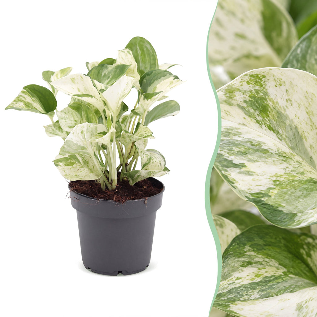 Epipremnum Manjula (Scindapsus) – Ø 12 cm, 25 cm hoch