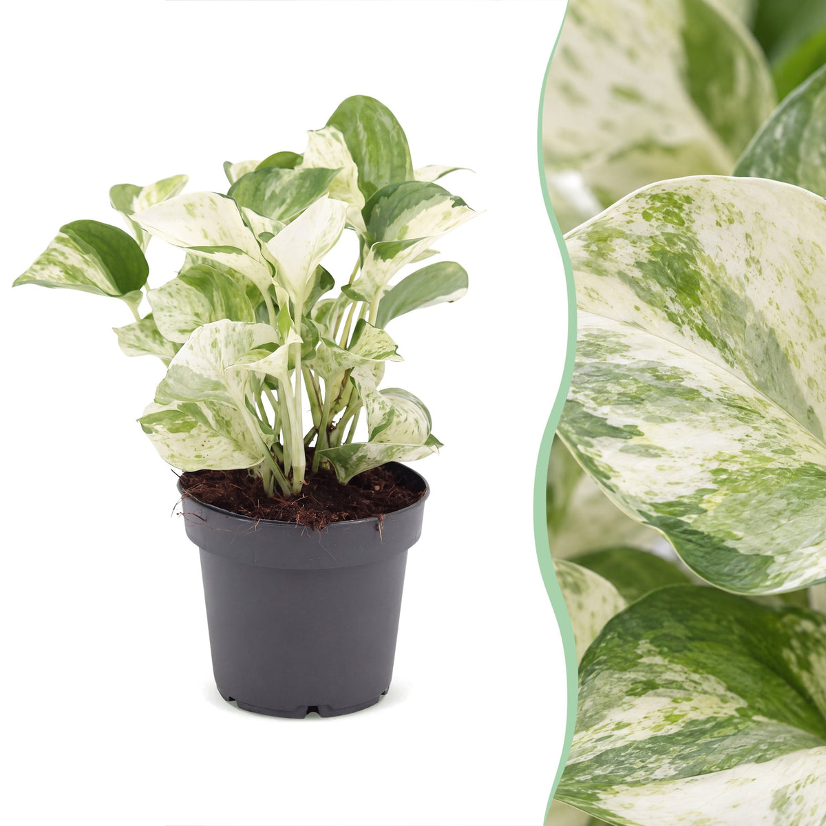 Epipremnum Manjula (scindapsus) – Ø12 cm, 25 cm høj