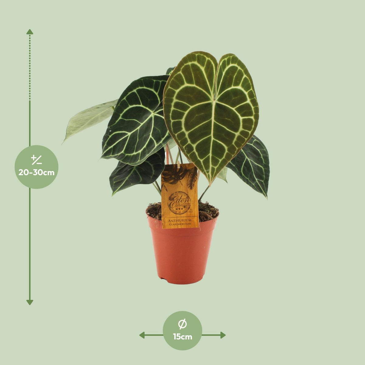 Anthurium Clarinervium (flamingoplant) – Ø15 cm, 25 cm hoog