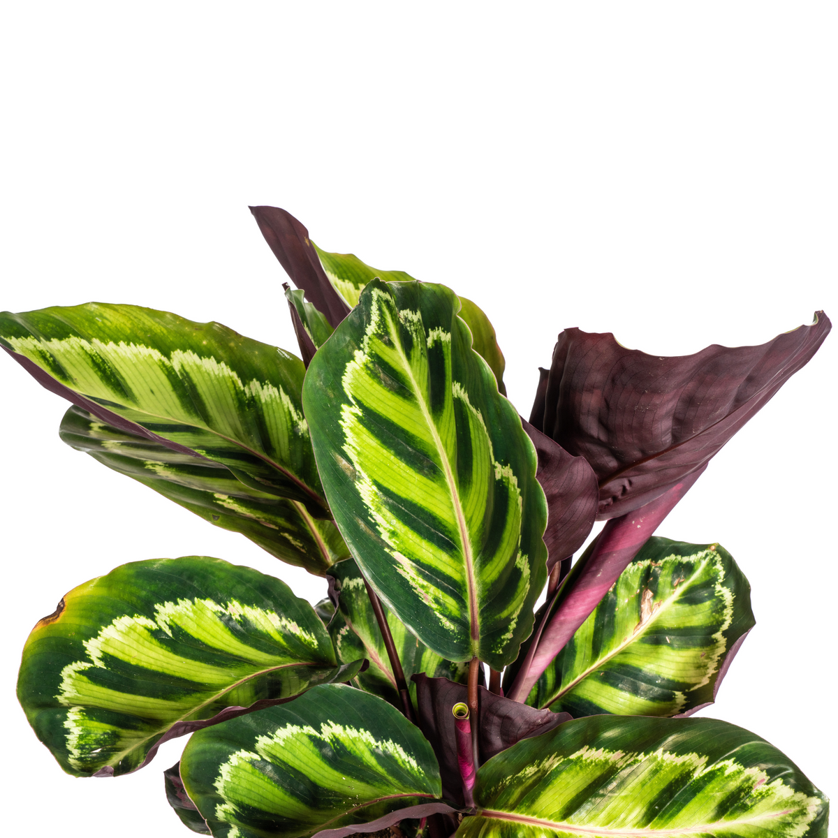Calathea Roseopicta – Ø17 cm, 40–50 cm de haut