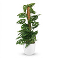 Monkey Mask (Monstera) dans pot décoratif Potter blanc – Ø19 cm, 90 cm de haut
