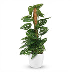 Monkey Mask (Monstera) dans pot décoratif Potter blanc – Ø19 cm, 90 cm de haut