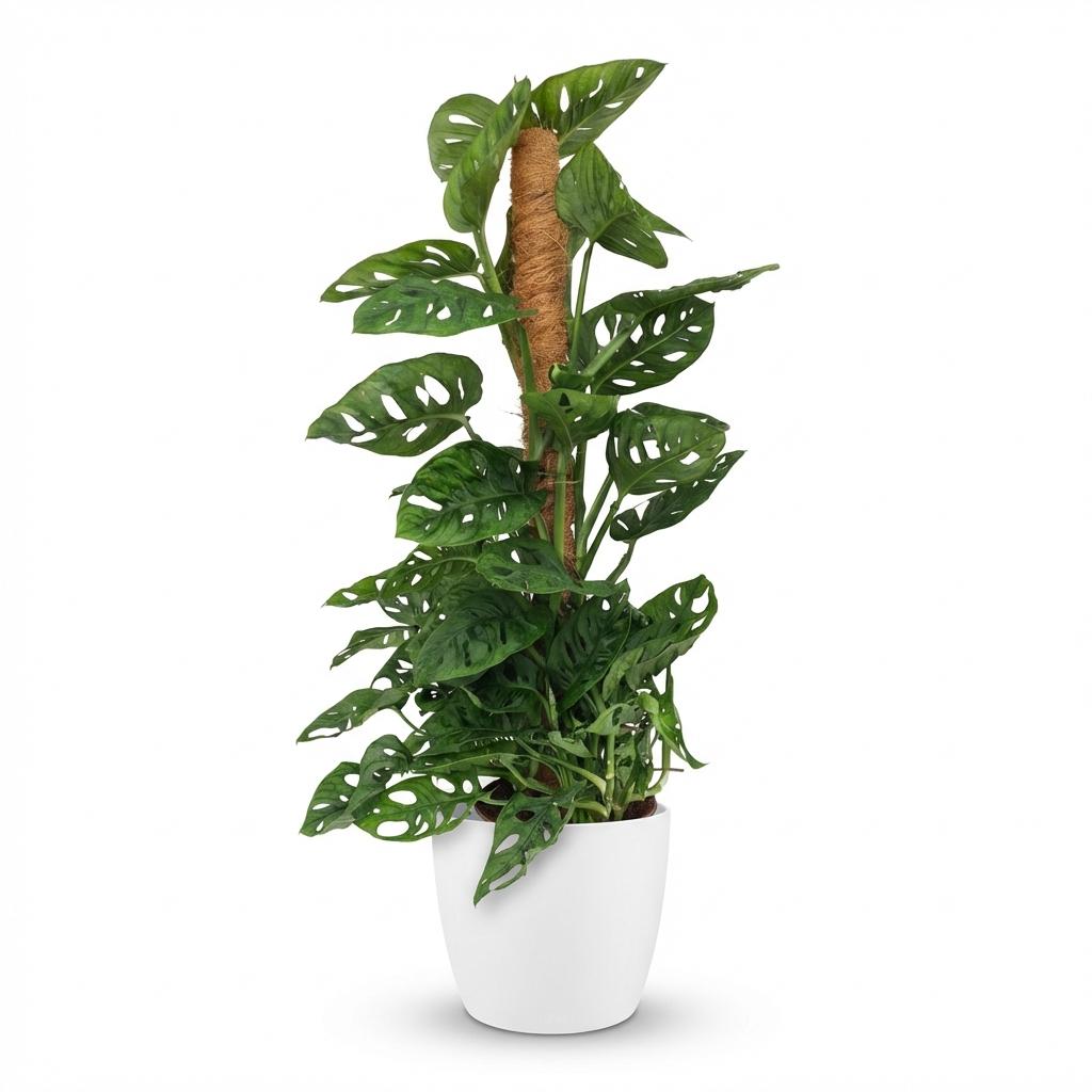 Monkey Mask (Monstera) dans pot décoratif Potter blanc – Ø19 cm, 90 cm de haut
