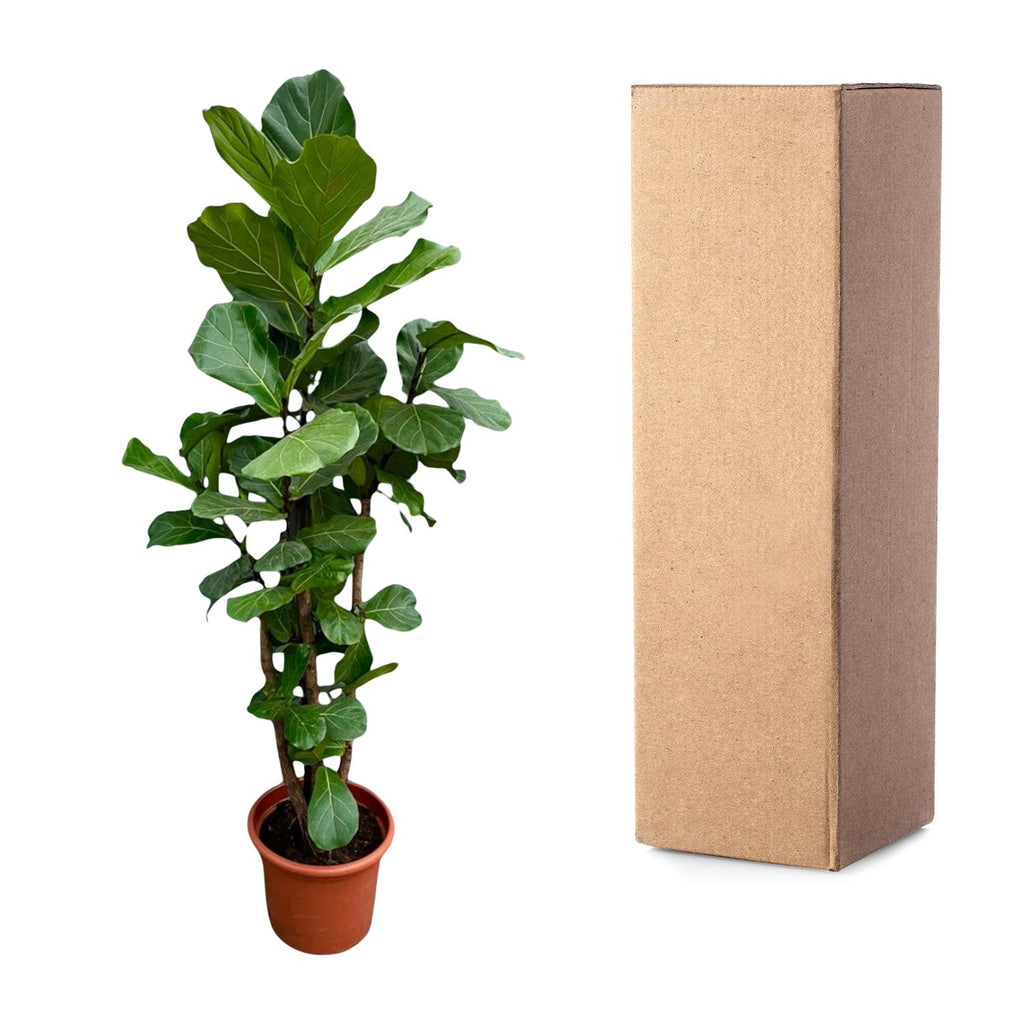 Ficus lyrata vertakt XXL (vioolbladplant) – Ø45 cm, 200 cm hoog