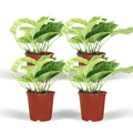 4× Epipremnum Marble Queen (scindapsus) – Ø12 cm, 15 cm high
