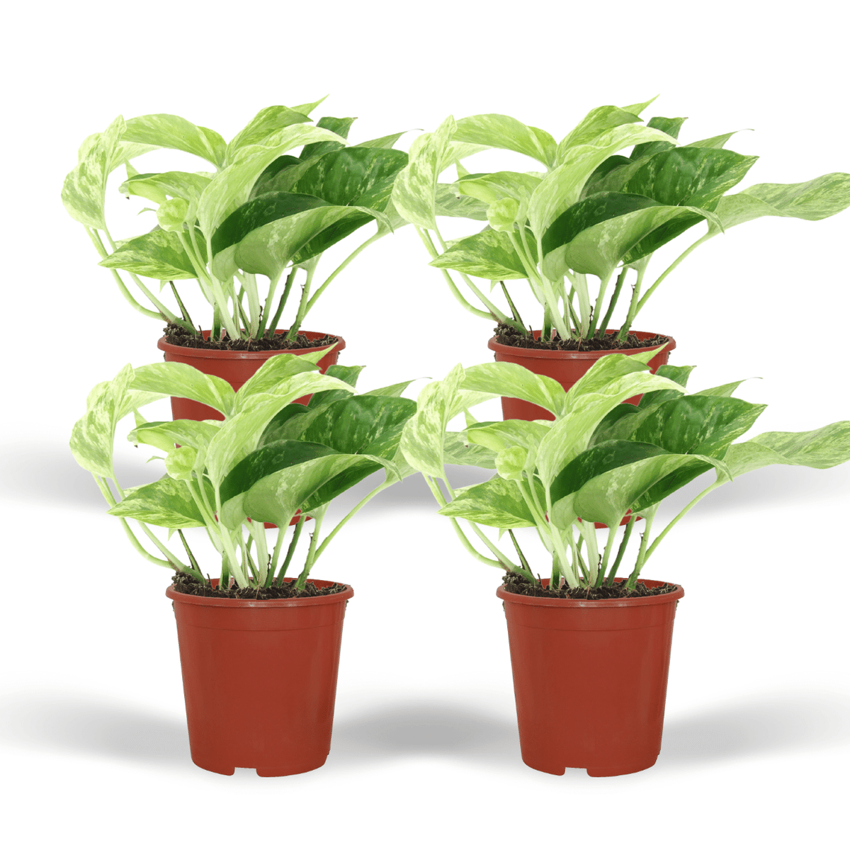 4× Epipremnum Marble Queen (scindapsus) – Ø12 cm, 15 cm de haut