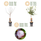 Prunus domestica 'Opal' (plommonträd) – Ø21 cm, 90 cm högt
