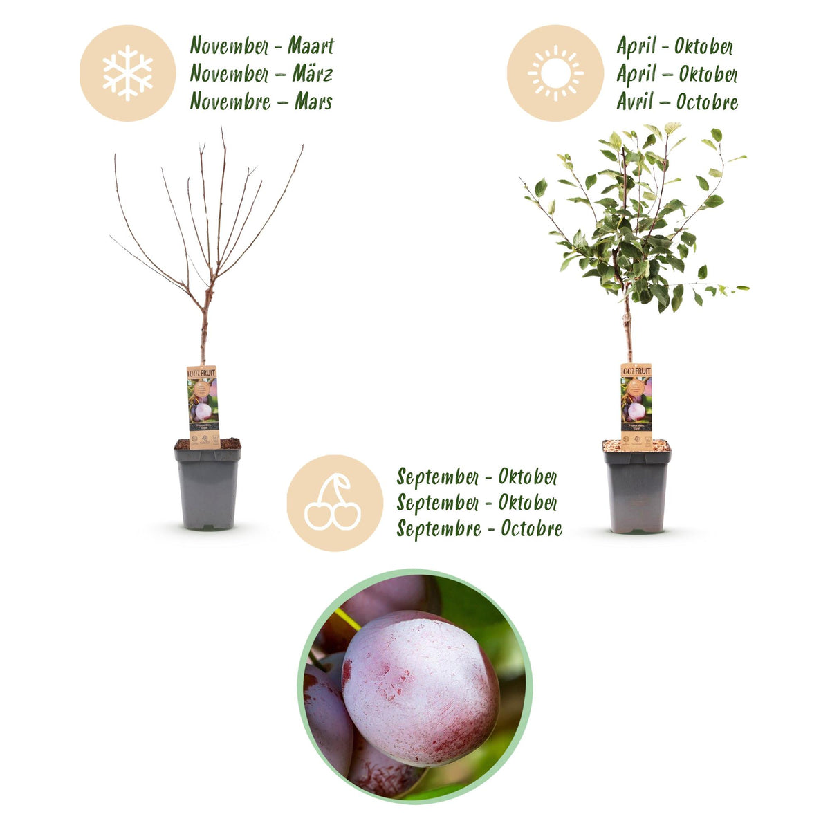 Prunus domestica 'Opal' (prunier) – Ø21 cm, 90 cm de haut – photo 4